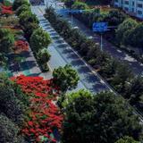 VR漫游：蒙自凤凰路上凤凰花
