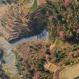 红河县大羊街樱花谷